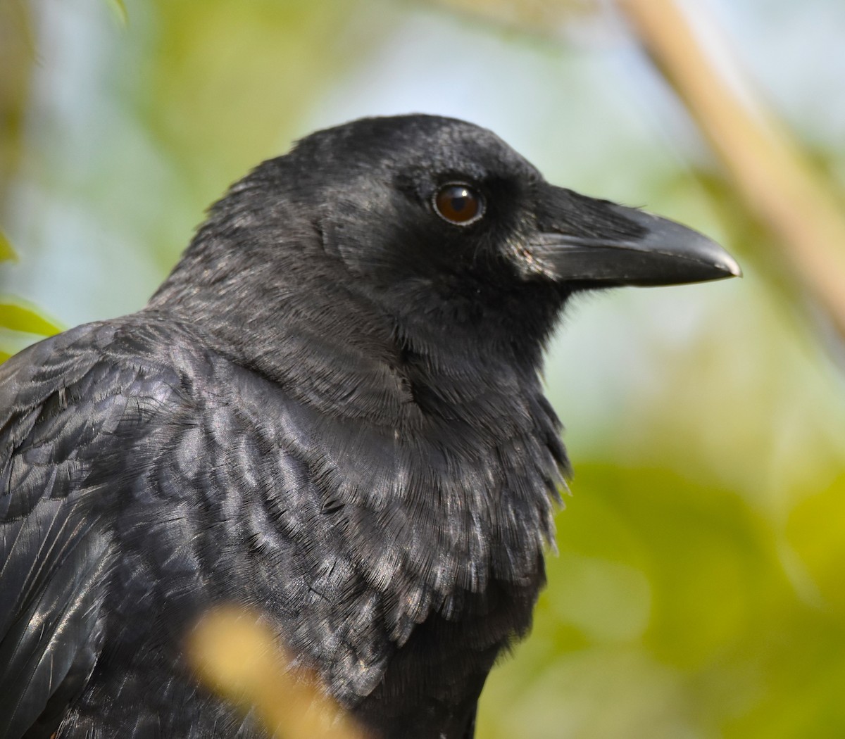 American Crow - ML610356782