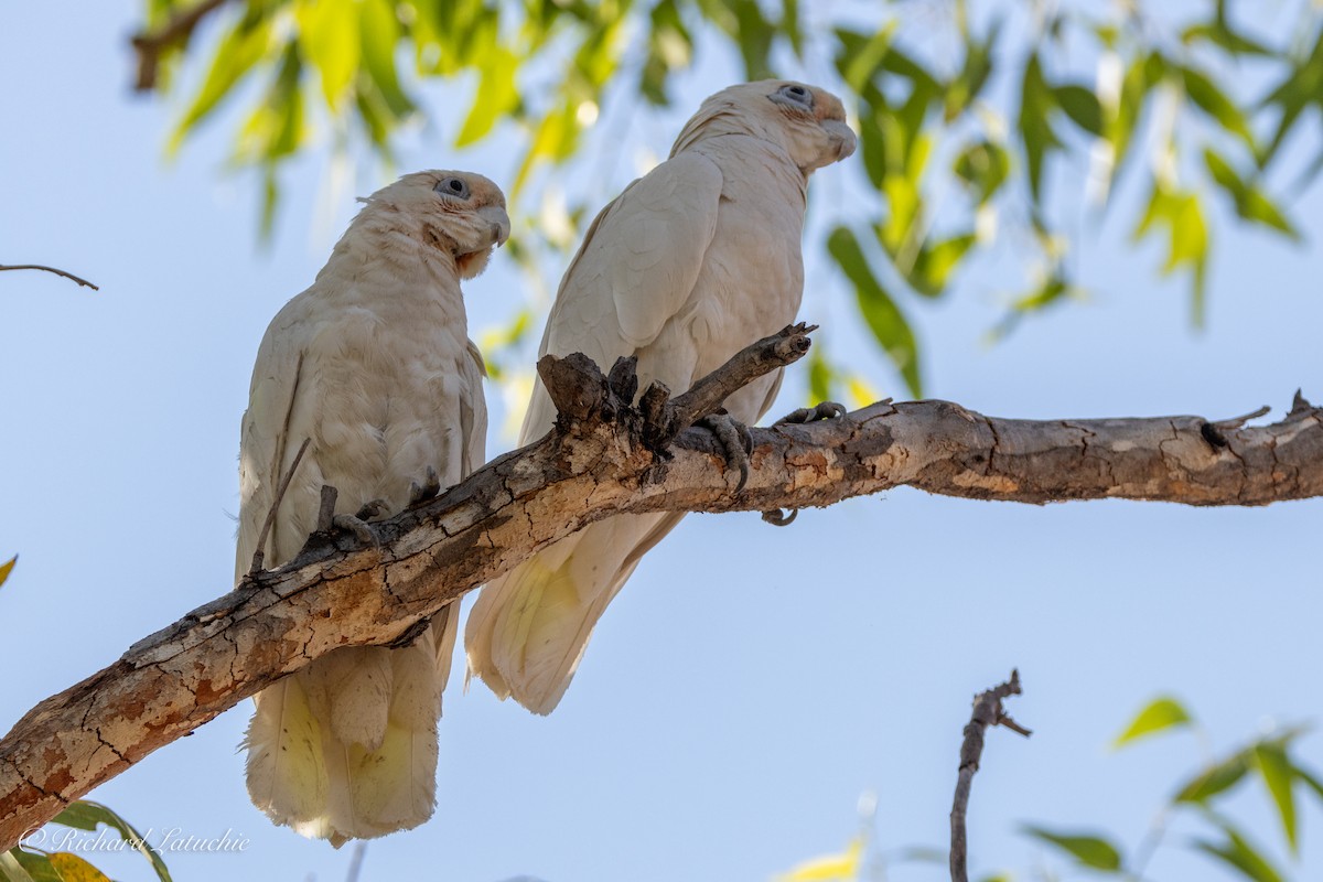 Cacatoès corella - ML610356898