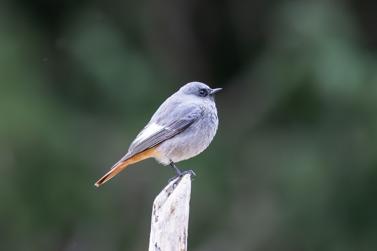 Codirosso spazzacamino - ML610356913