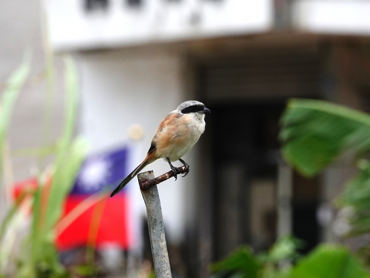 Long-tailed Shrike - Chao-Ju Su