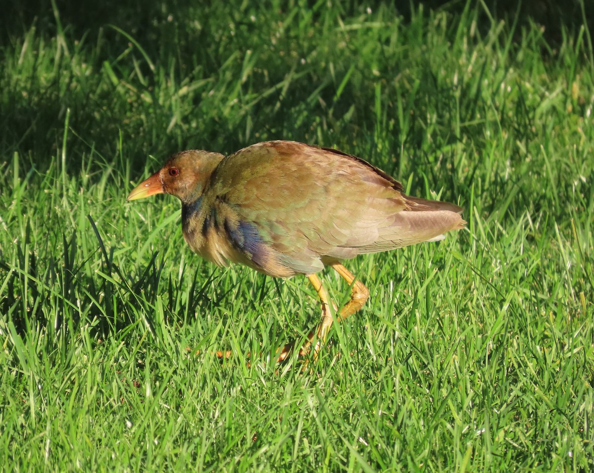 Purple Gallinule - ML610357016