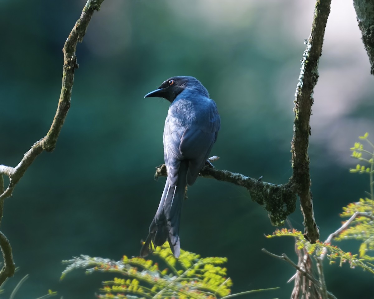 Ashy Drongo - Sudip Simha