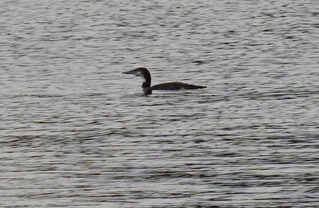 Common Loon - ML610357109