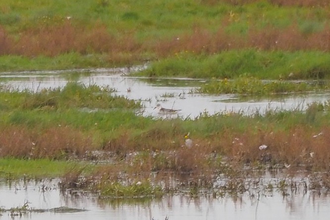 Red Phalarope - ML610357156