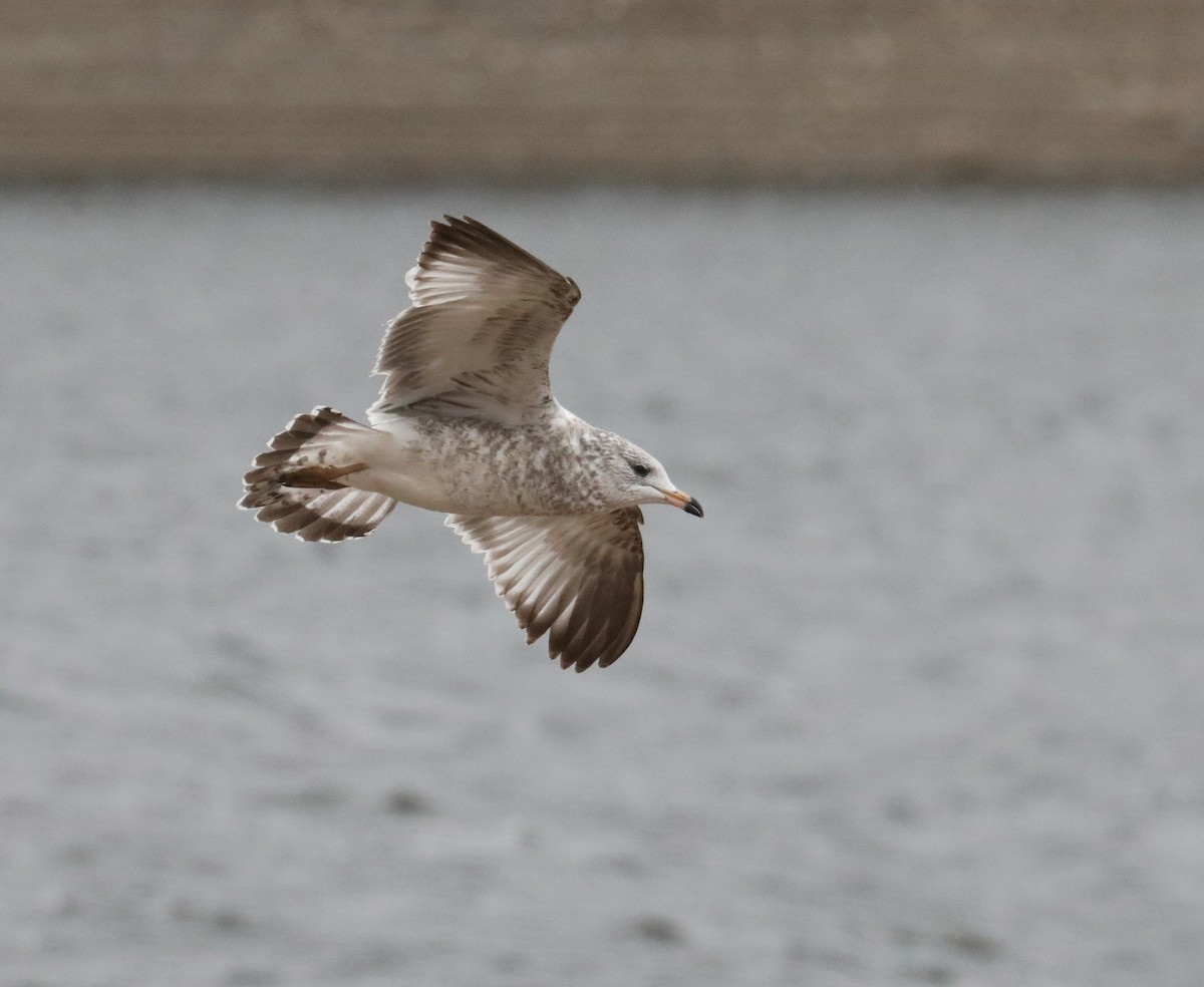 Ring-billed Gull - Chuck Gates