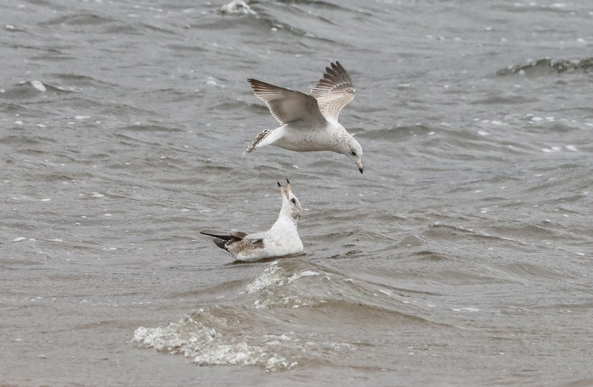 Ring-billed Gull - ML610357187