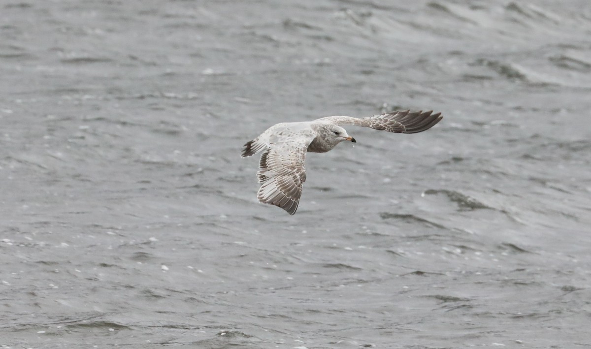 Ring-billed Gull - Chuck Gates