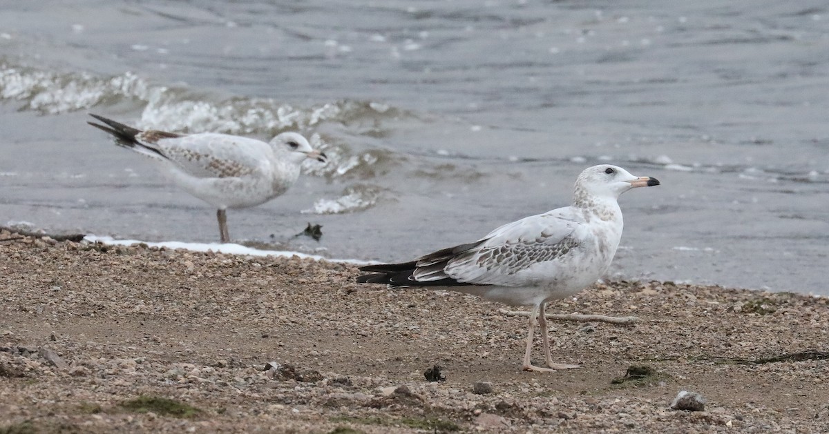 Ring-billed Gull - Chuck Gates