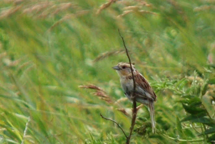 Nelson's Sparrow - ML610357233