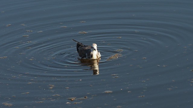 Mouette de Sabine - ML610357282