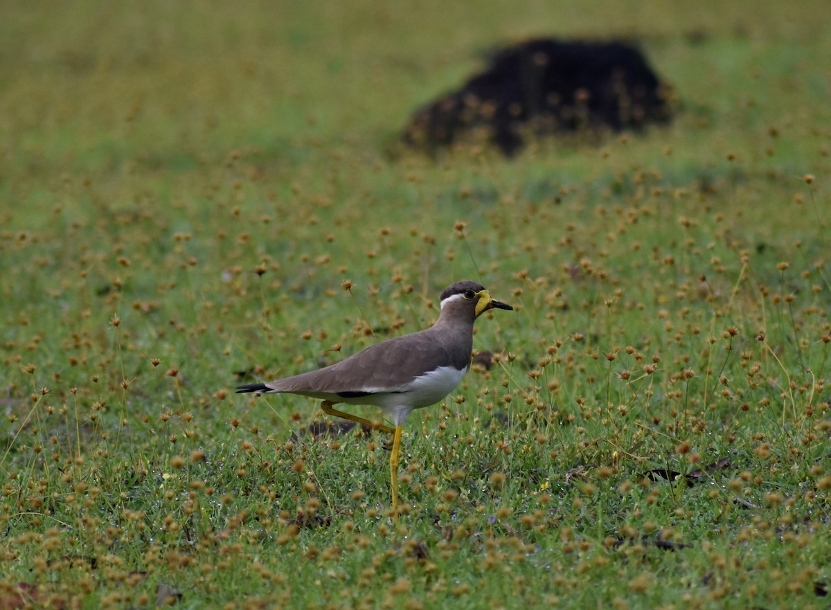 Yellow-wattled Lapwing - ML610357316