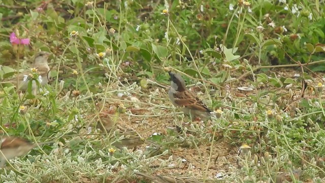 House Sparrow - ML610357330
