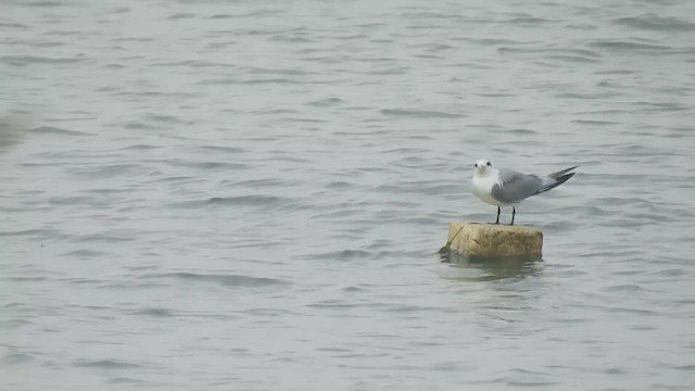 Lesser Crested Tern - ML610357350