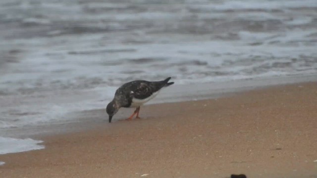 Ruddy Turnstone - ML610357364