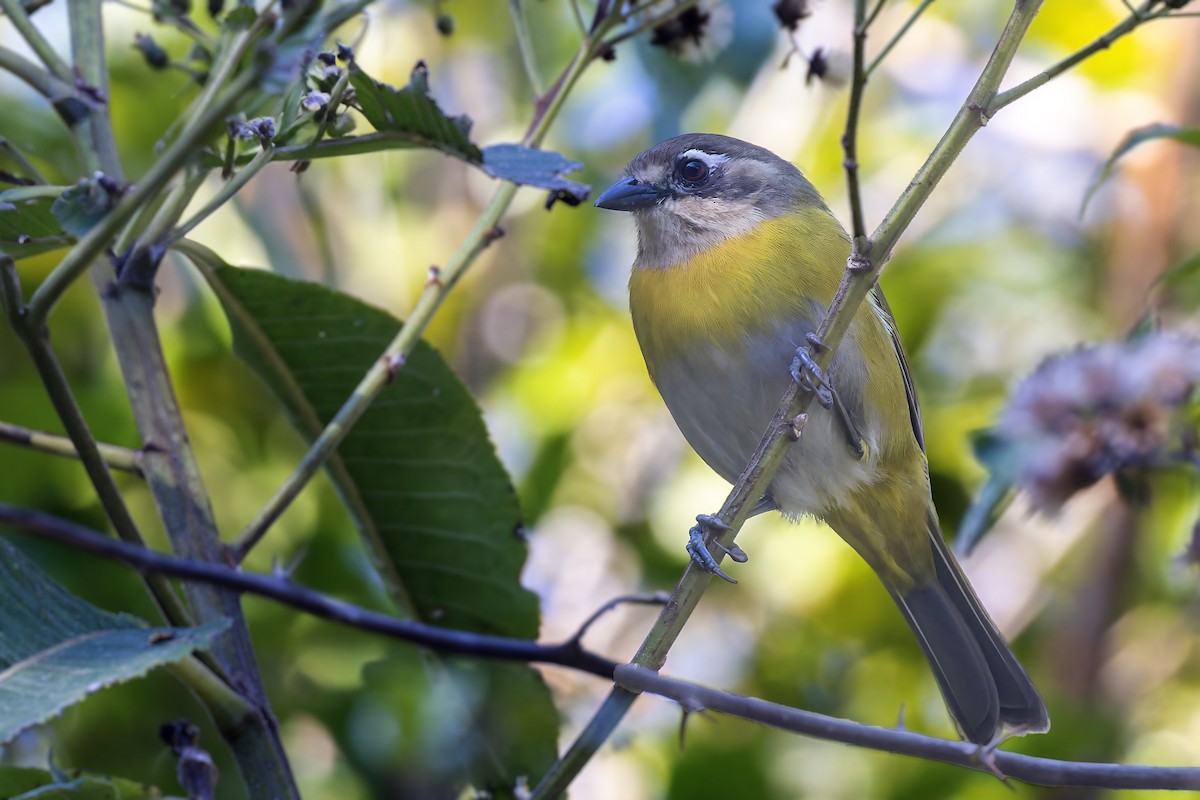 Common Chlorospingus (Southern Bolivia) - ML610357368