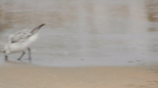 Bécasseau sanderling - ML610357396