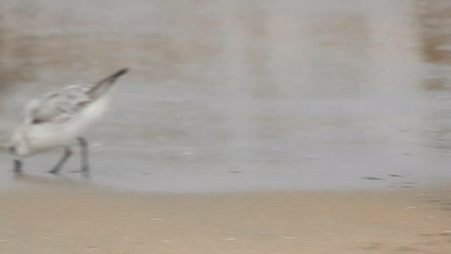 Sanderling - ML610357396