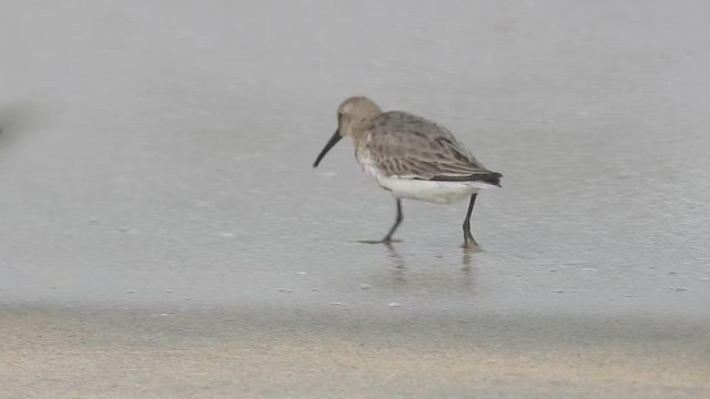 Dunlin - ML610357399