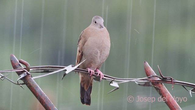 Ruddy Ground Dove - ML610357411