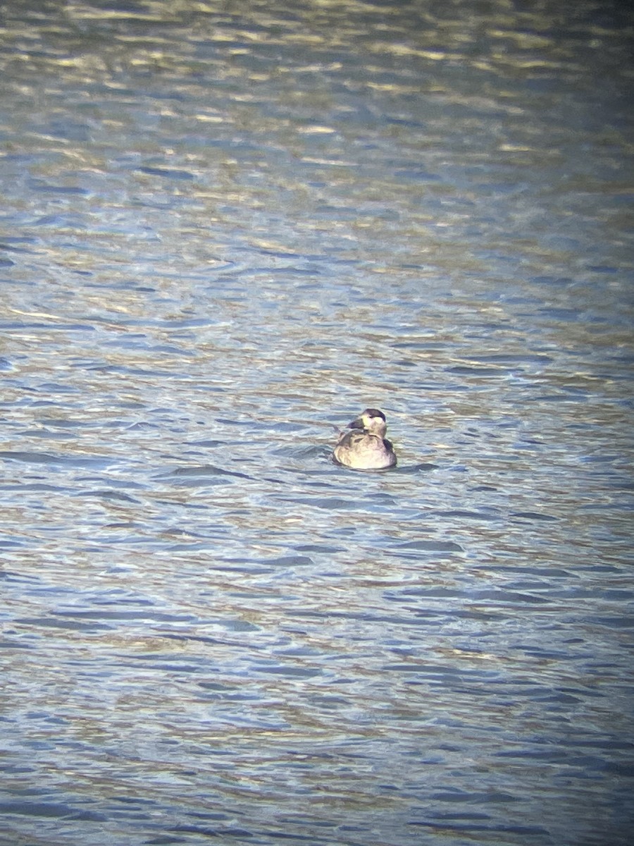 Surf Scoter - ML610357420