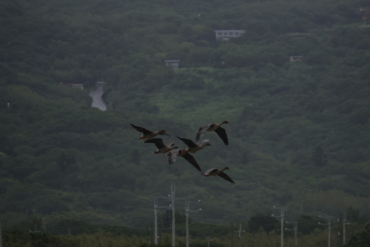 Taiga Bean-Goose - ML610357545