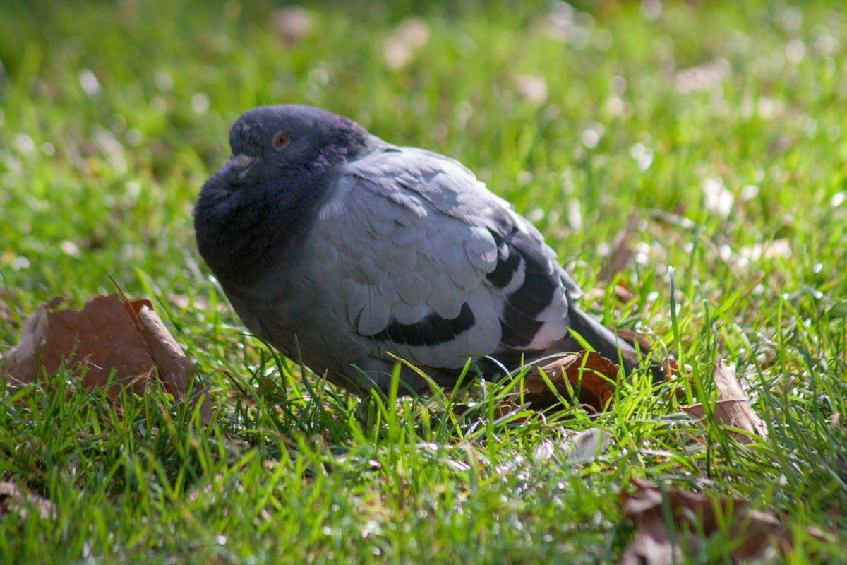 Rock Pigeon - ML610357575