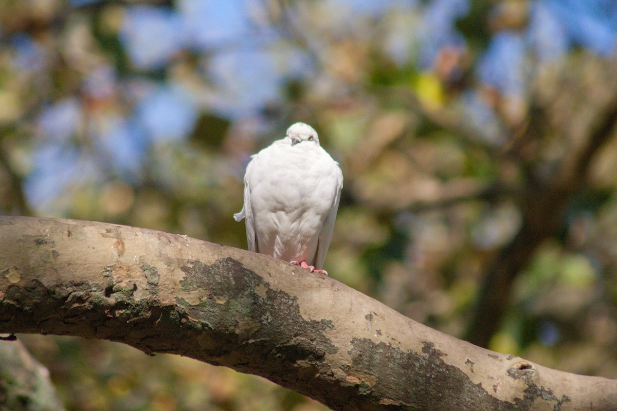 Rock Pigeon - ML610357577