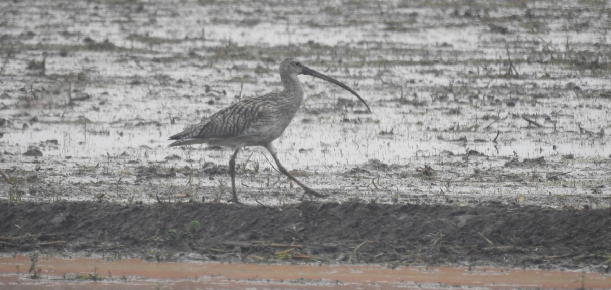 Eurasian Curlew - ML610357610