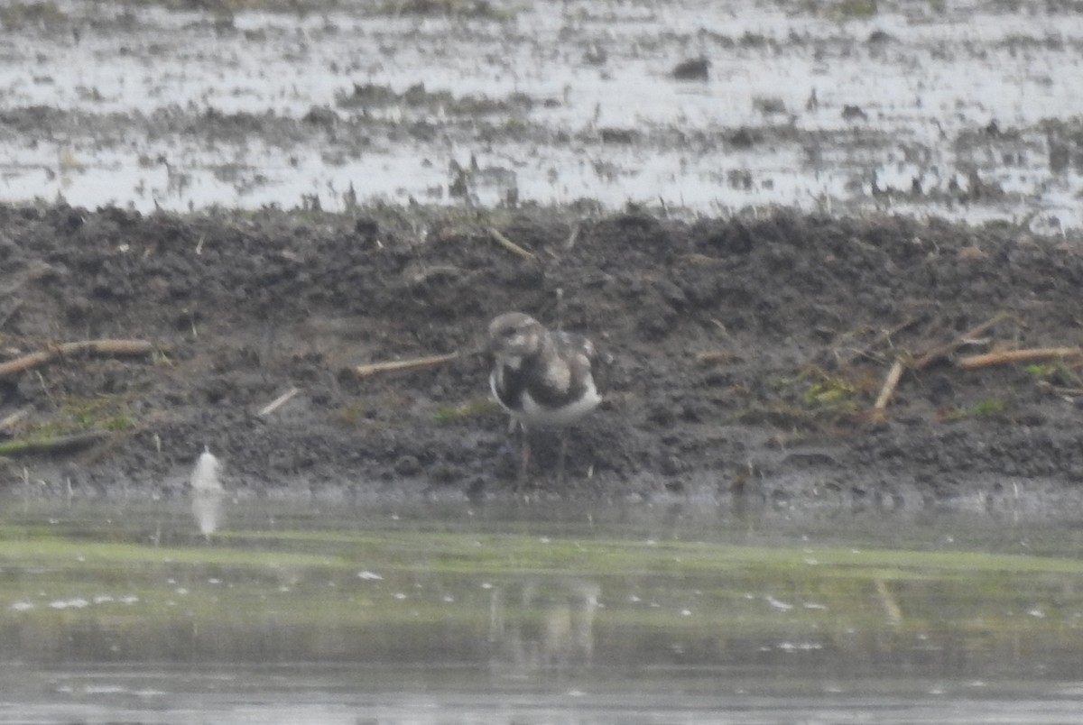 Ruddy Turnstone - ML610357662