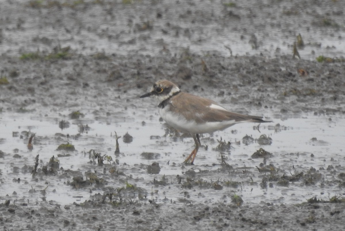 Little Ringed Plover - ML610357713