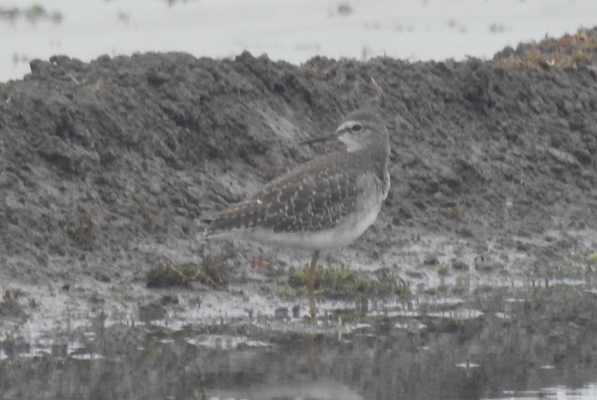 Wood Sandpiper - ML610357724