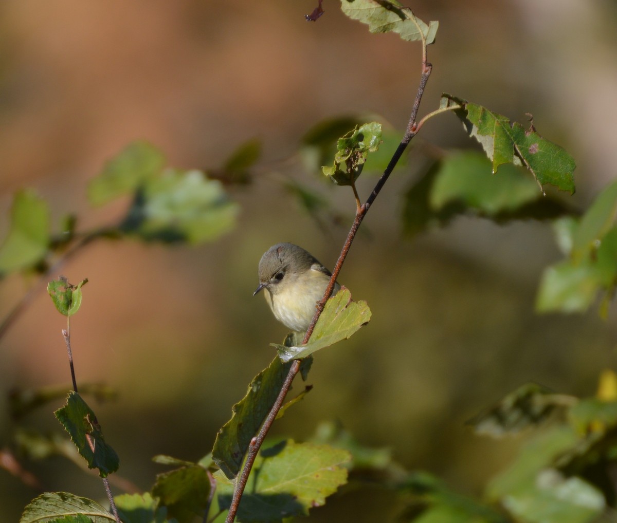 Ruby-crowned Kinglet - ML610357727