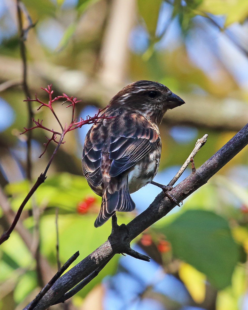 Purple Finch - ML610357733