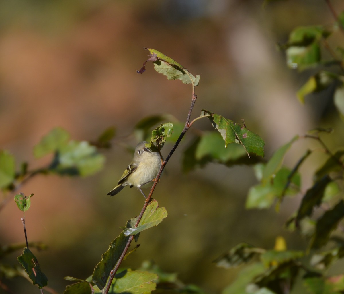 Ruby-crowned Kinglet - ML610357763