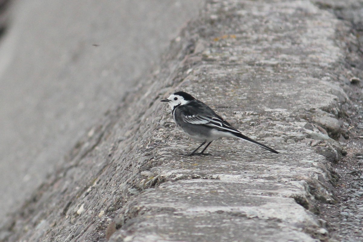 White Wagtail - ML610357778