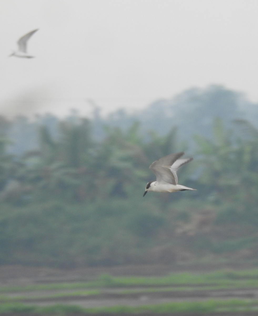 Whiskered Tern - ML610357780