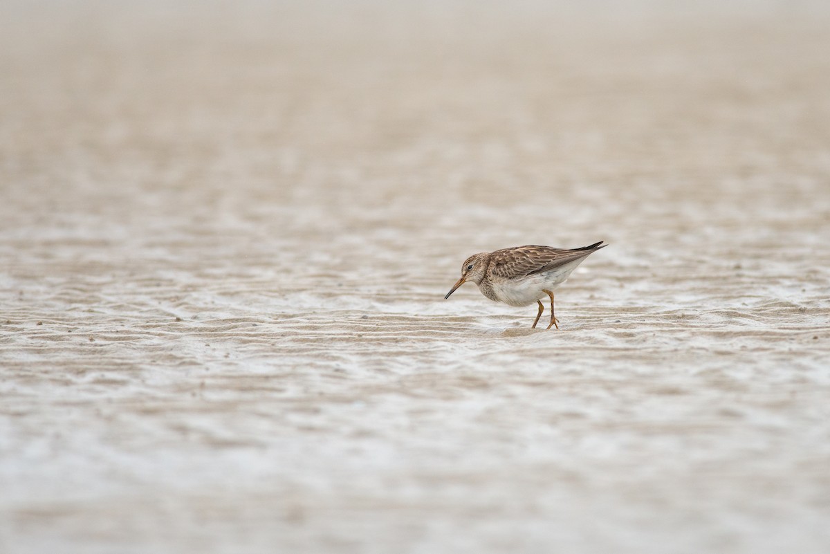 Pectoral Sandpiper - ML610357804