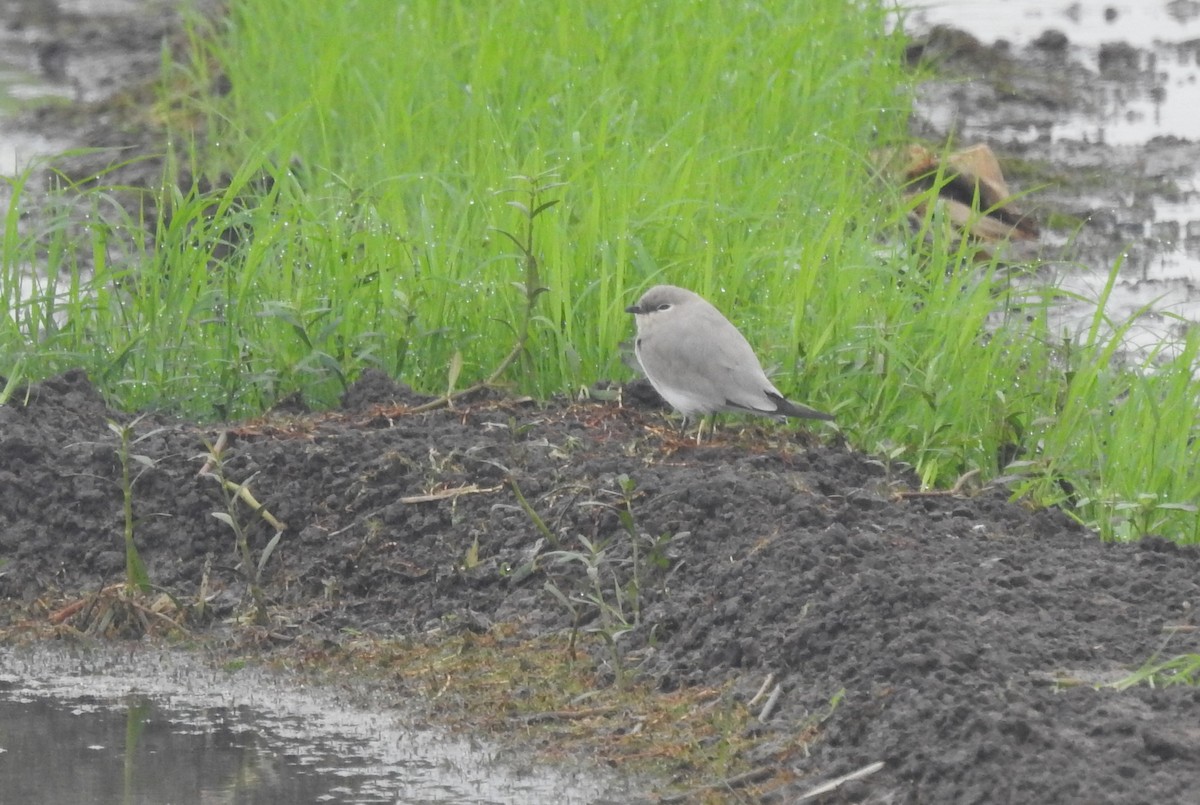 Small Pratincole - ML610357839