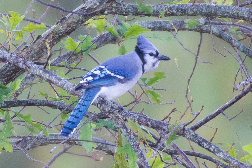Blue Jay - ML610357902