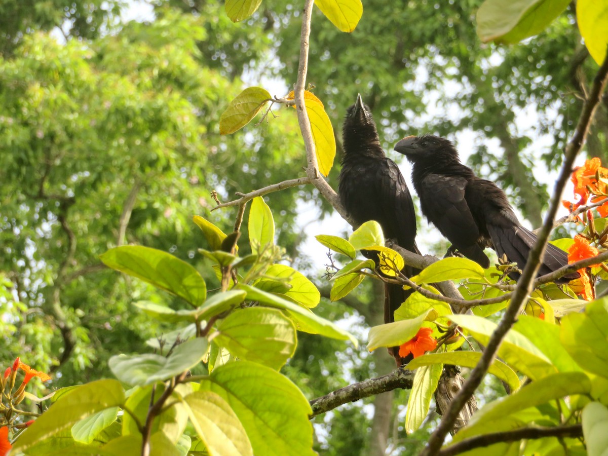 Smooth-billed Ani - ML610357905
