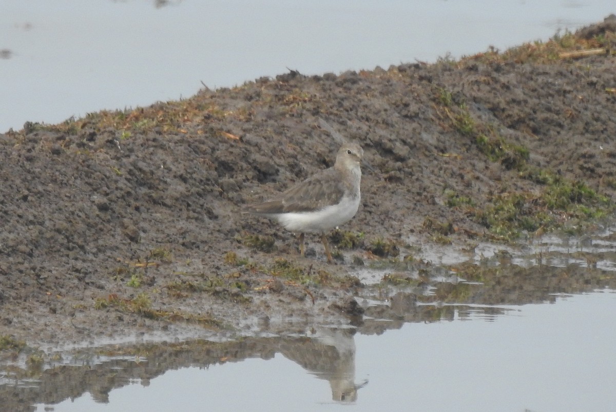 Temminckstrandläufer - ML610357928