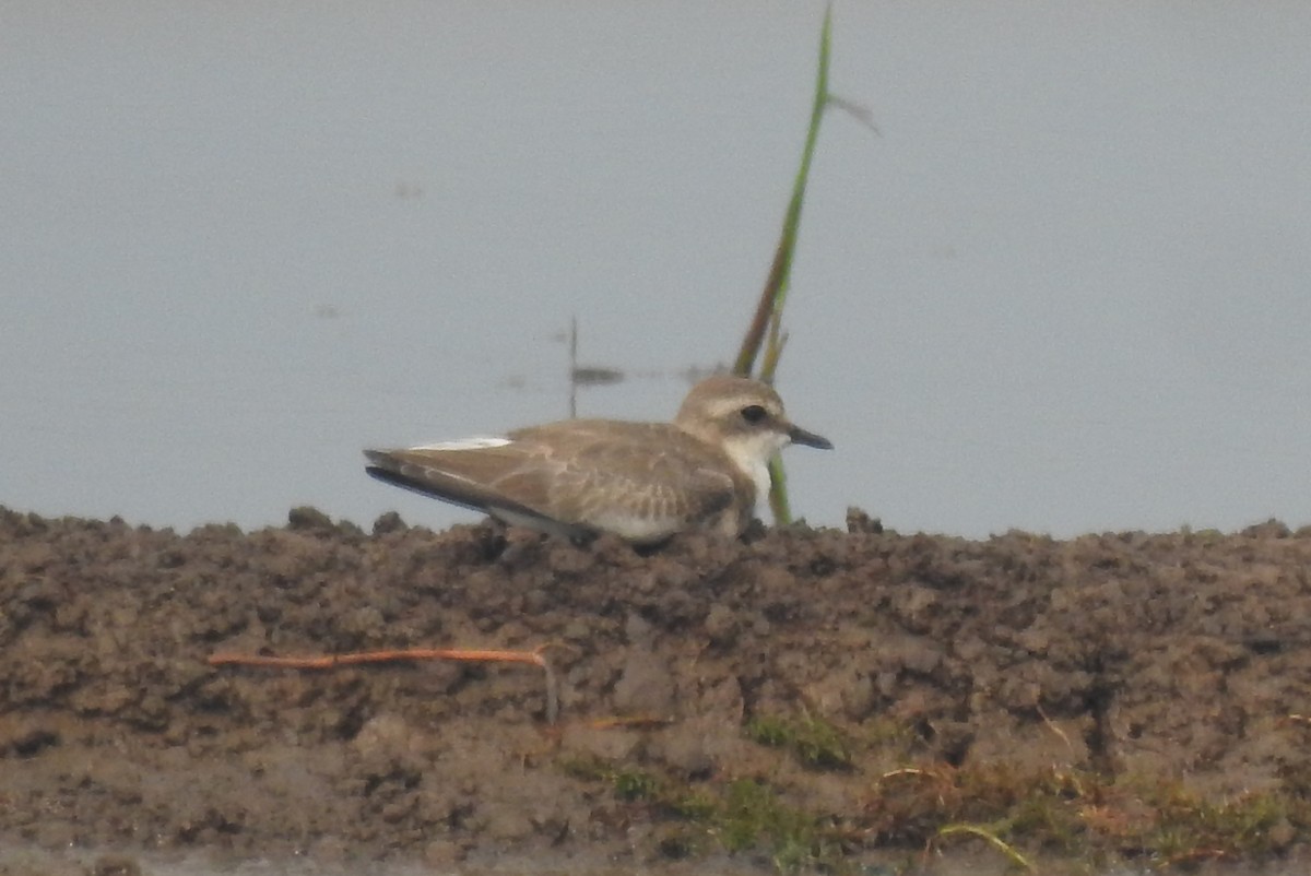 Tibetan Sand-Plover - ML610357950