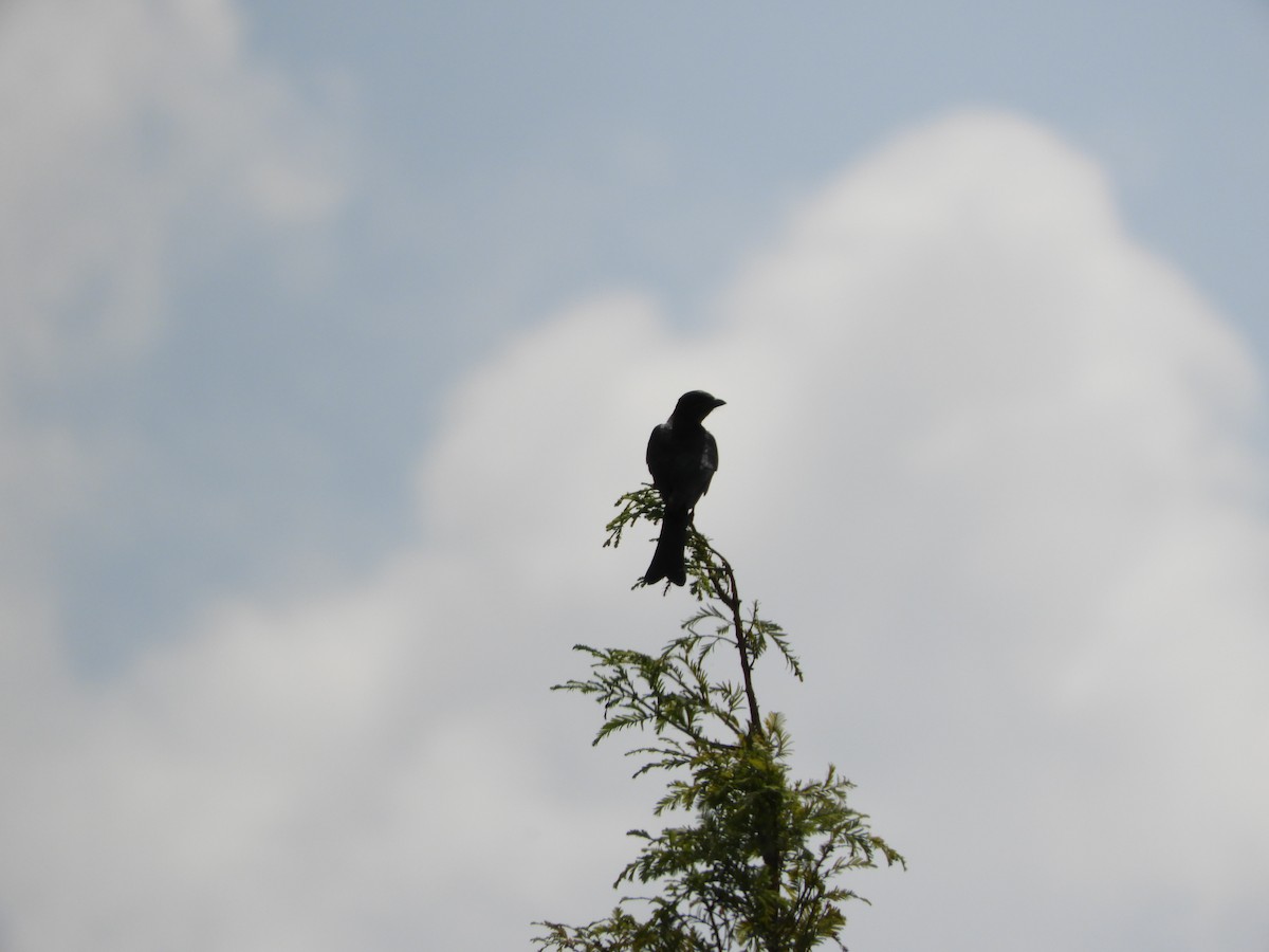 Black Drongo - ML610358019