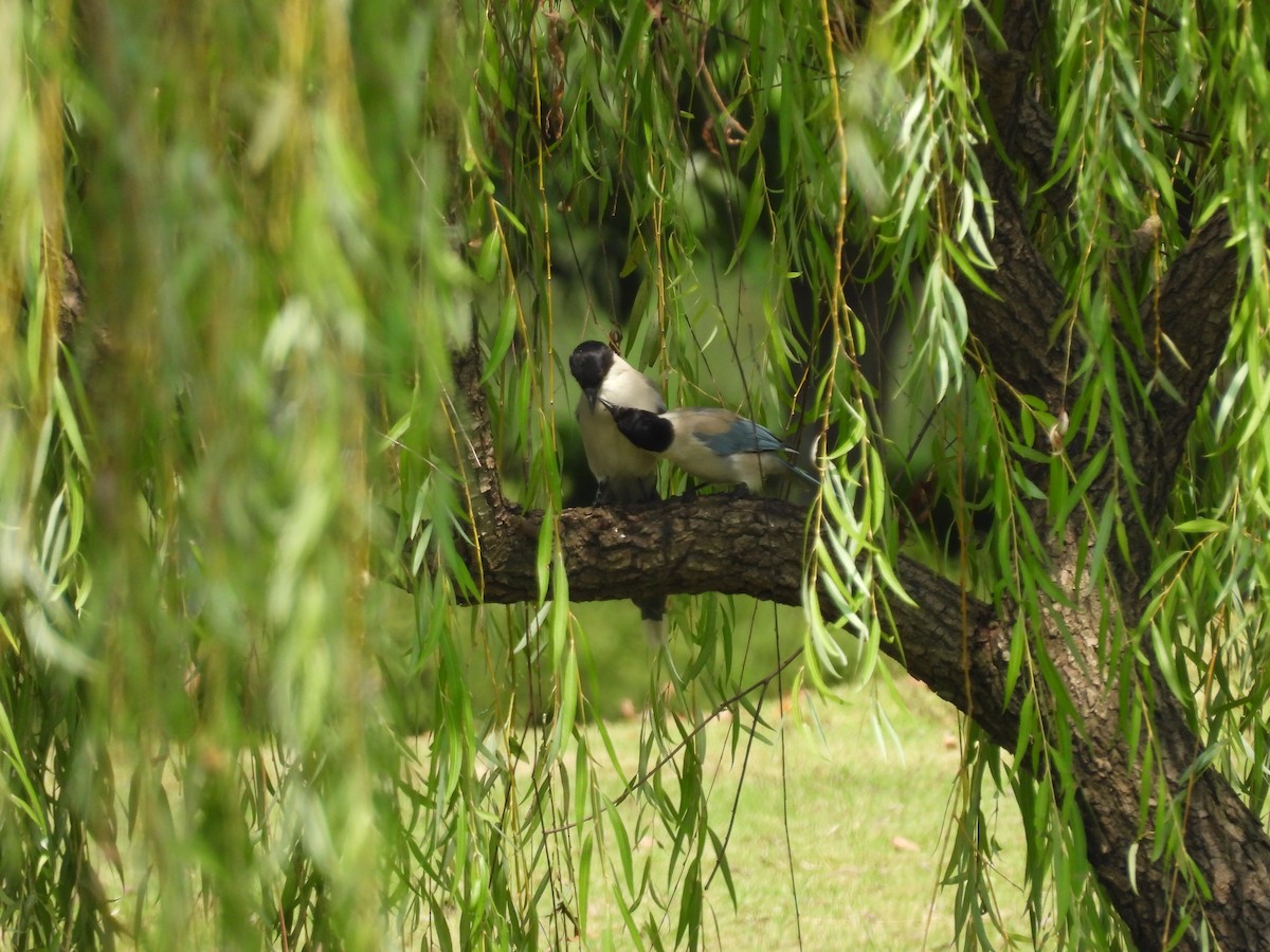 Azure-winged Magpie - ML610358024