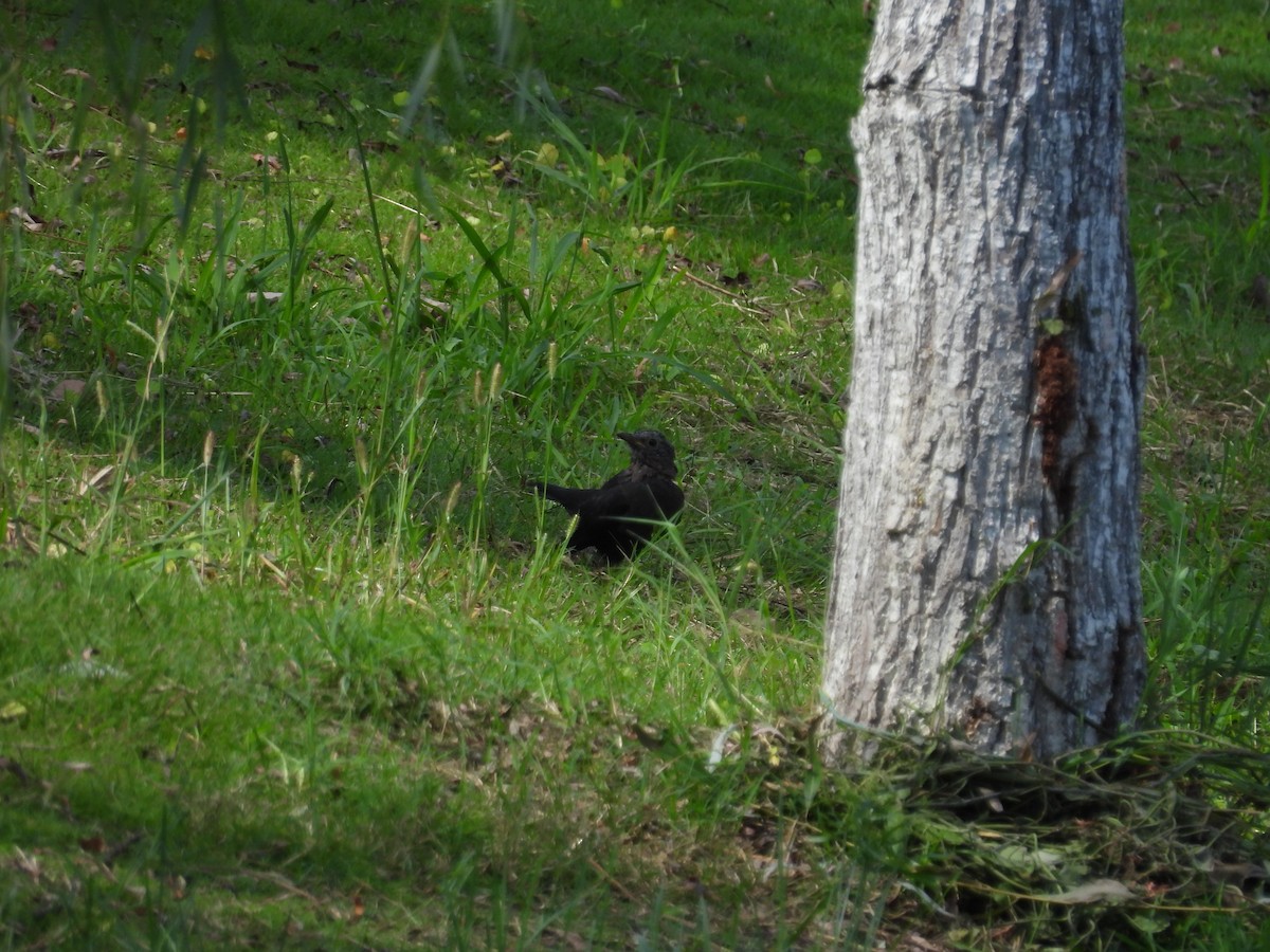 Chinese Blackbird - ML610358045