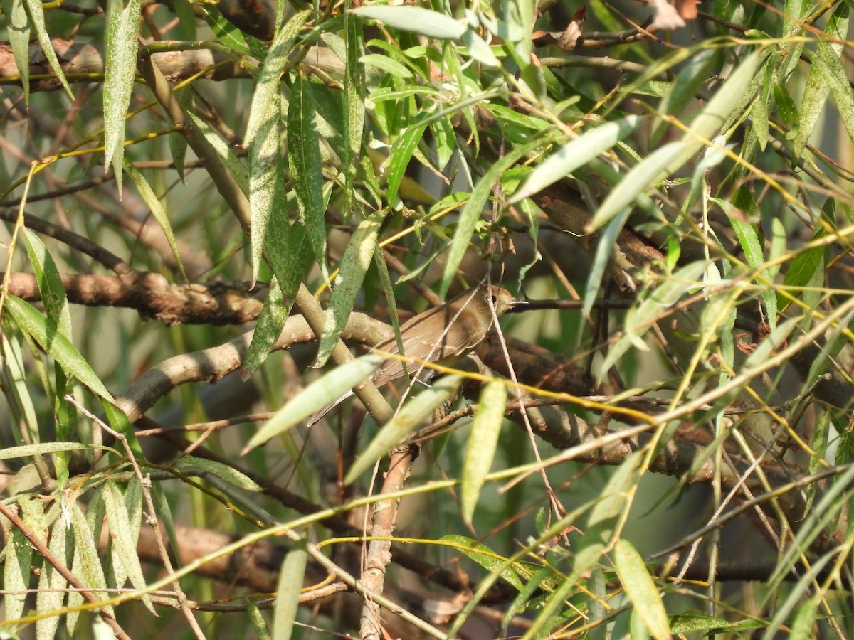 Taiga Flycatcher - ML610358060