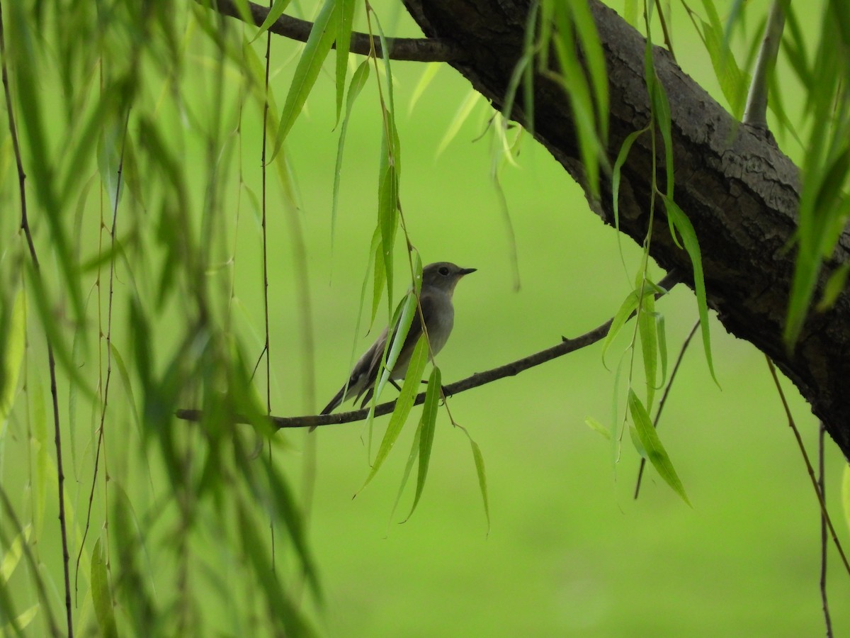 Taiga Flycatcher - ML610358062