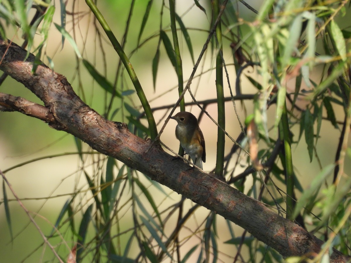 Taiga Flycatcher - ML610358064