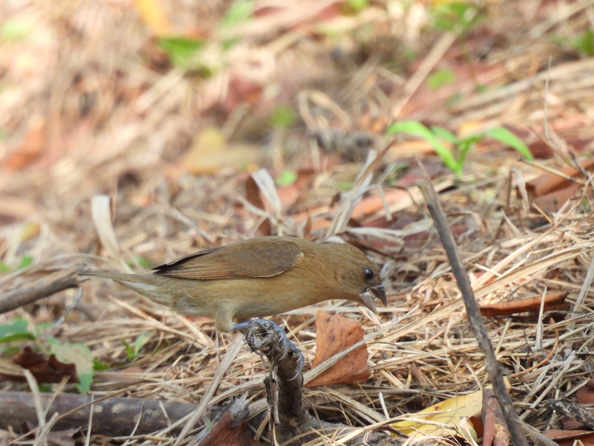 Scaly-breasted Munia - ML610358076