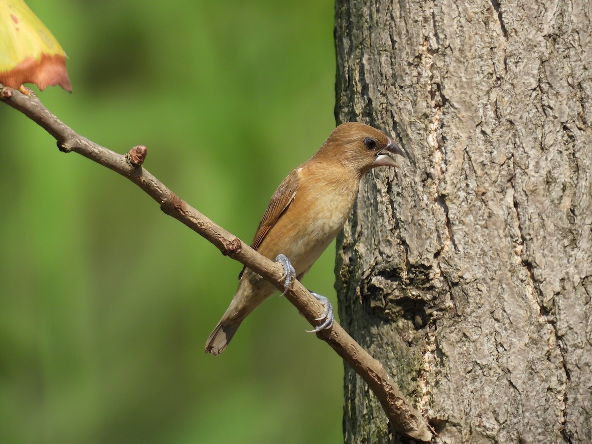 Scaly-breasted Munia - ML610358077